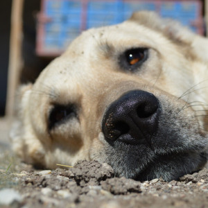 Власти Гусь-Хрустального прокомментировали скандал вокруг приюта для животных
