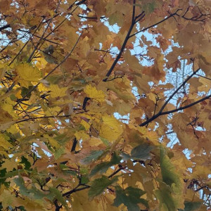 В выходные во Владимирскую область придет потепление до +14