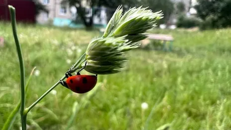 Во Владимирской области выходные пройдут без дождей