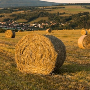 Степан Сеновал: что можно и чего нельзя делать 15 августа