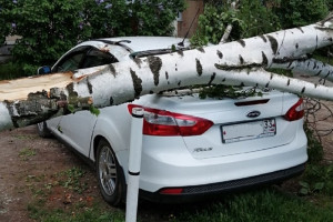 Жители Владимира пожаловались на упавшие из-за ветра деревья