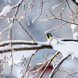 Прогноз погоды во Владимире и области на 30 января