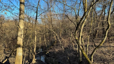 Лодочная станция и новый сад. Каким будет парк у ДТЮ во Владимире?