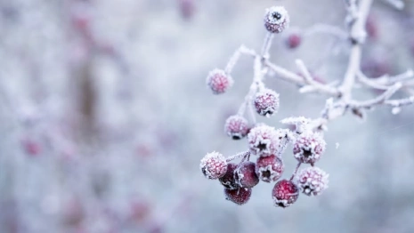 Во Владимирской области рабочая неделя будет умеренно морозной