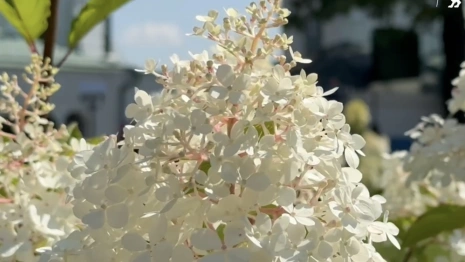 На Спасском холме во Владимире высадили 9 туй и 18 гортензий