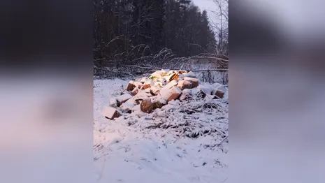 Во Владимире из лесного парка «Дружба» убрали мусорную свалку 