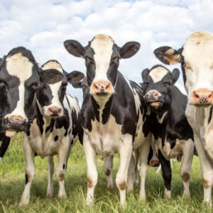 Во Владимирской области на ферме коровы заразились вирусами от диких животных