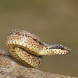 Пострадавший от укуса змеи житель Владимира отказался от лечения