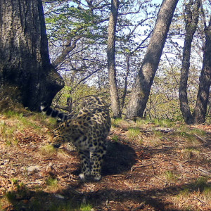 Стали известны итоги конкурса по выбору имени леопарда