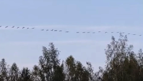 В небе над Владимирской областью заметили стаю журавлей