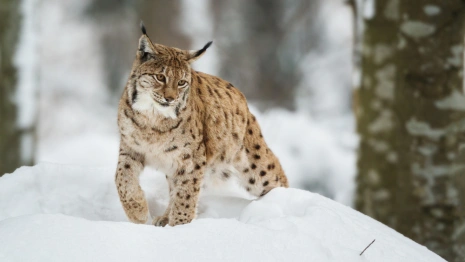 Во Владимирской области рысь застряла на платнике М-12