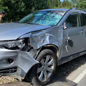 ДТП с лосем: что делать водителям при столкновении с диким животным