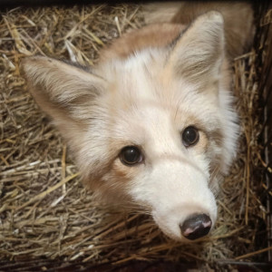 Волонтеры из Подмосковья спасли лисенка и привезли во Владимирскую область