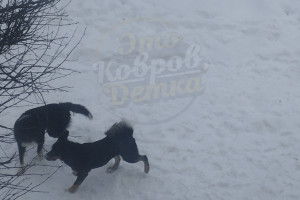 Жители Коврова испугались стаи бродячих псов