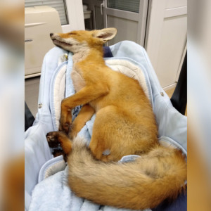 В Суздале спасли найденного на обочине дороги лисенка