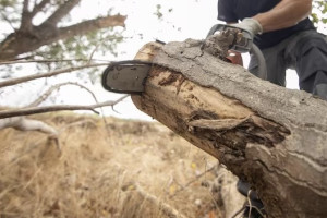 Во Владимирской области «черные лесорубы» спилили 13 сосен