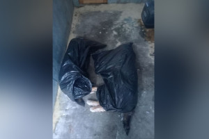 Тела расстрелянных под Александровом собак отвезли на экспертизу