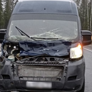 В Судогодском районе микроавтобус сбил лося