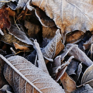 Синоптики рассказали владимирцам, какие дни будут самыми теплыми и холодными в ноябре