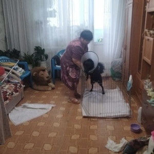 В Кольчугино будут судить выбросившую собаку с балкона 5 этажа женщину