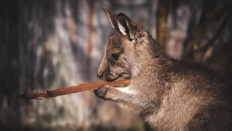 Во Владимирской области организатора выставки оштрафовали за плохое содержание экзотов