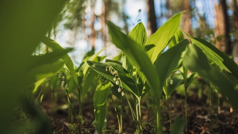 Последний понедельник апреля во Владимирской области будет по-летнему теплым