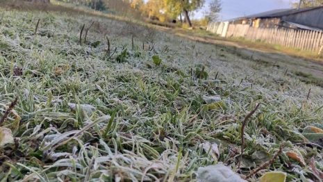 Жителей Владимира предупредили о заморозках 24 мая