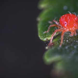 Во Владимирской области нашли 10 зараженных болезнью Лайма клещей