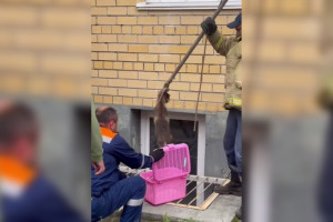 В Коврове спасатели вытащили енотовидную собаку из подвала многоэтажки