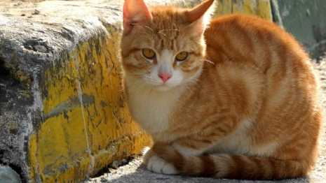 Бывший мэр Владимира перечислил места для переселения приюта «Валента»