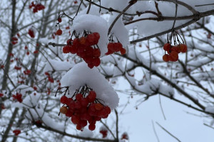 Прогноз погоды во Владимирской области на 22 февраля 2026 года
