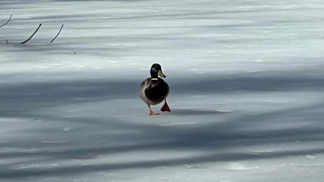 Синоптики пообещали морозы в начале марта во Владимирской области