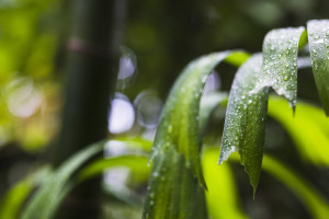 Июнь во Владимирской области начнется с дождей