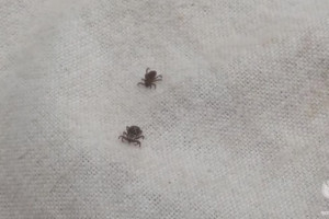 За неделю от укусов клещей во Владимирской области пострадали 5 взрослых и ребенок