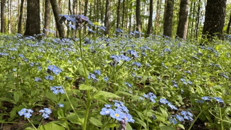 Во Владимире обсудят застройку около лесного парка «Дружба» многоэтажками
