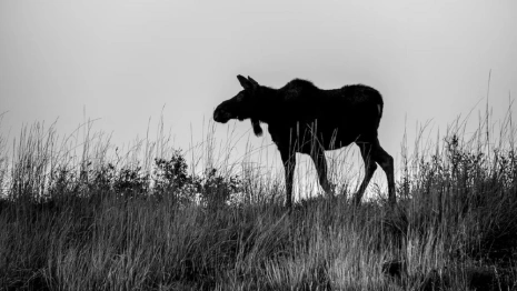 Жительница Владимирской области пошла на преступление в надежде выгородить сына