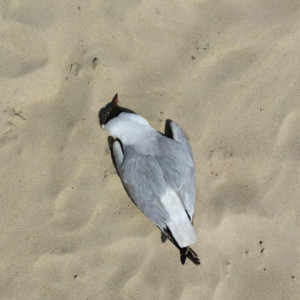 Трупы чаек начнут искать по всей Владимирской области