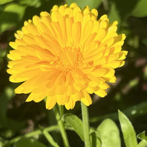 Во Владимирской области до 14 сентября спрогнозировали высокую пожарную опасность