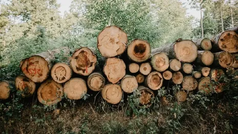 Во Владимирской области бизнесмена осудят за фиктивную валку деревьев в детских садах