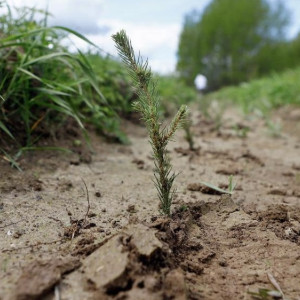 Во Владимирской области началась весенняя посадка леса