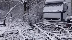 Во Владимире ураган повалил деревья и обесточил микрорайон