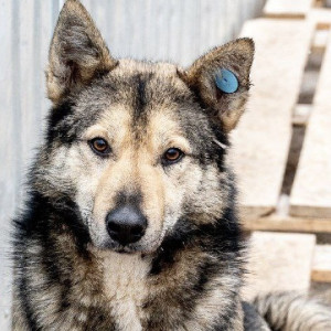 Во Владимире впервые пройдет антифестиваль бездомных собак