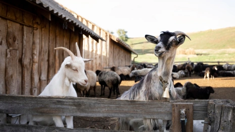 В Петушинском районе в лагере для выгула отменили карантин по оспе овец и коз