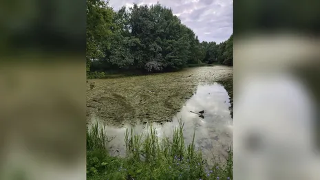 Во Владимире отказались расчищать Добросельский пруд