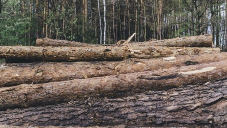 В Гороховце арендатор леса уничтожил деревья на 2,3 млн рублей