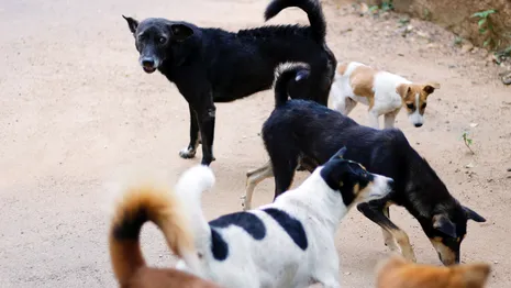 Во Владимирской области бездомные собаки загрызли домашних птиц на 100 тыс. рублей