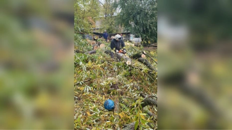 Во Владимире обрушение ивы могло оставить без тепла жителей нескольких домов