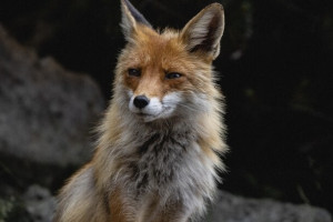 Во Владимирской области бешенством заболели 16 собак и 15 лис