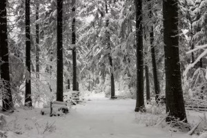 Во Владимирской области пропал 12-летний мальчик в зеленой шапке