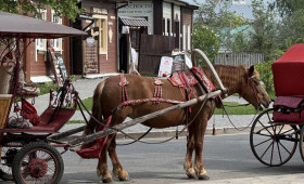 Суздальских извозчиков обязали получать права «водителя лошади»